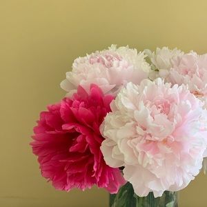 Meet your Posher, Frances